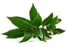Extracto de Magnolia